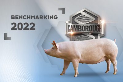 benchmarking-camb22