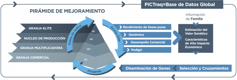 piramide-mejoramento